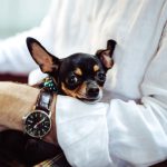 Pet Business - man in white dress shirt wearing round analog watch with brown leather bracelet holding black chihuahua during daytime