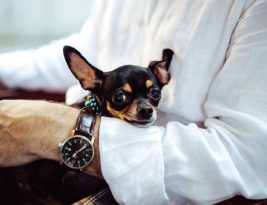 Pet Tech Startups for Animal Lovers