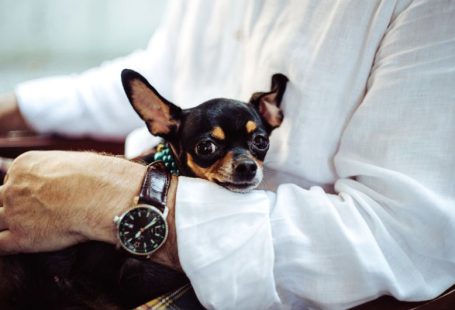 Pet Business - man in white dress shirt wearing round analog watch with brown leather bracelet holding black chihuahua during daytime