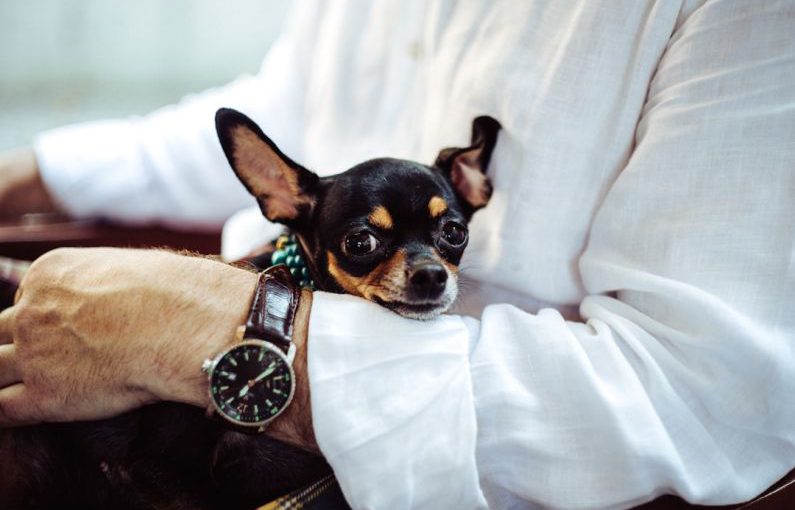 Pet Business - man in white dress shirt wearing round analog watch with brown leather bracelet holding black chihuahua during daytime