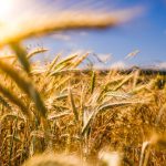 Farming - brown wheat field