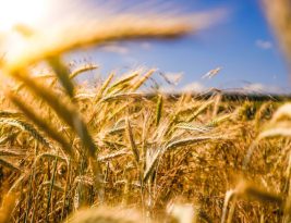 Agritech Startups Revolutionizing Farming