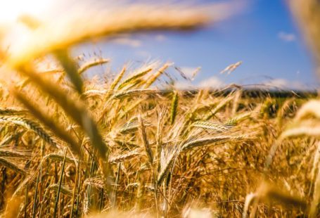 Farming - brown wheat field