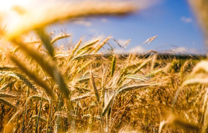 Farming - brown wheat field